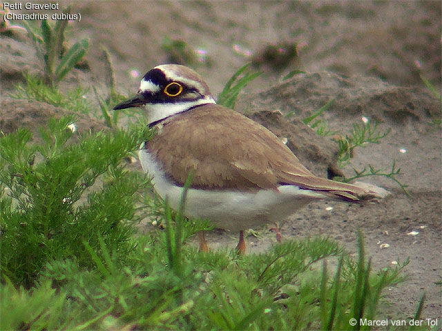 Little Ringed Plover