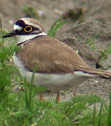 Little Ringed Plover