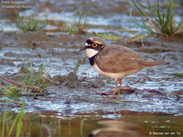 Little Ringed Plover