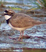 Little Ringed Plover