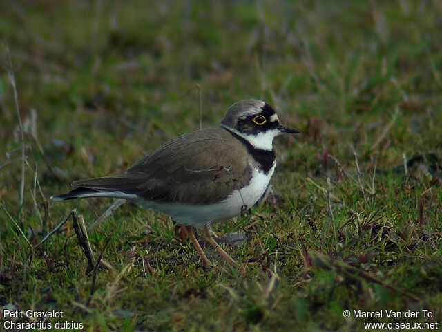 Little Ringed Plover female adult