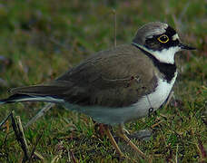 Little Ringed Plover