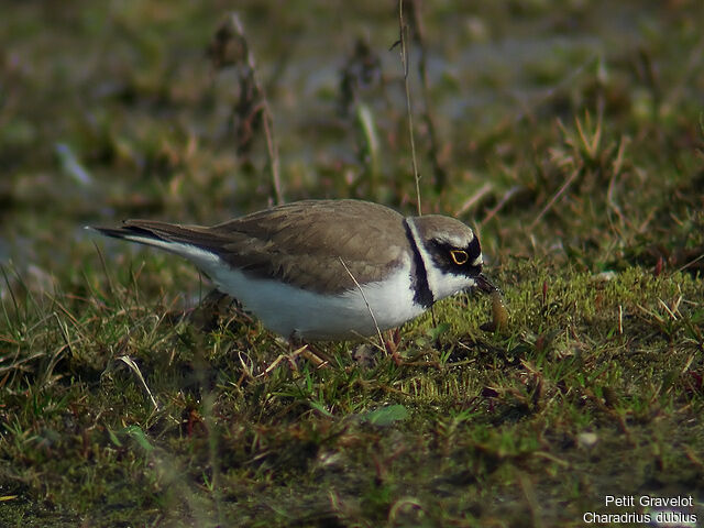 Little Ringed Plover female adult