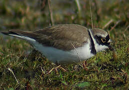 Little Ringed Plover