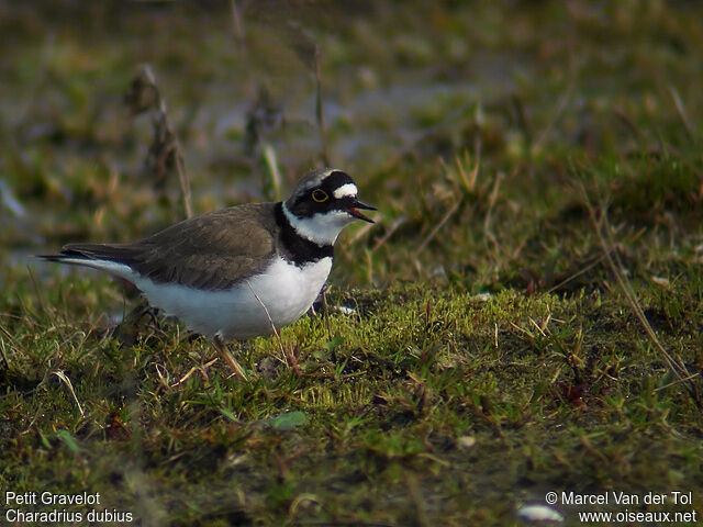 Little Ringed Plover female adult