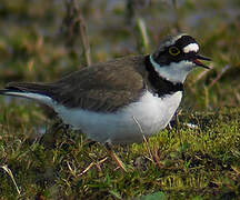 Little Ringed Plover