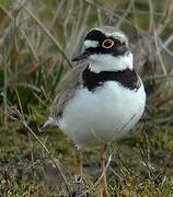 Little Ringed Plover