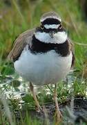 Little Ringed Plover