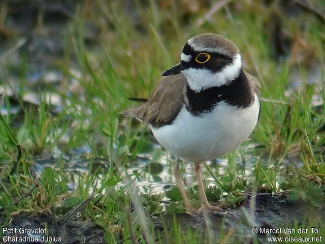 Little Ringed Plover male adult