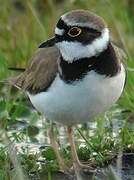 Little Ringed Plover