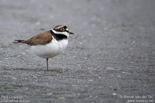 Little Ringed Plover male adult