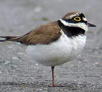 Little Ringed Plover