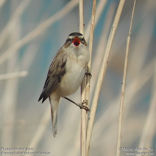 Sedge Warbler male adult