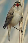 Sedge Warbler