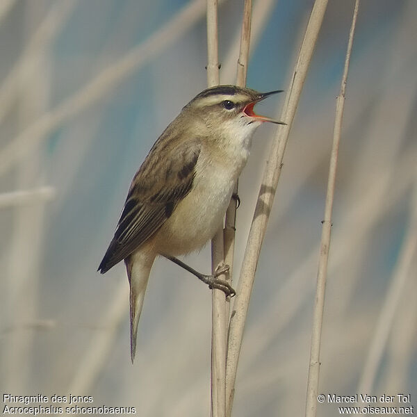 Sedge Warbler