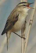 Sedge Warbler