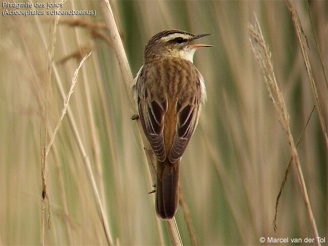 Sedge Warbler