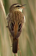 Sedge Warbler