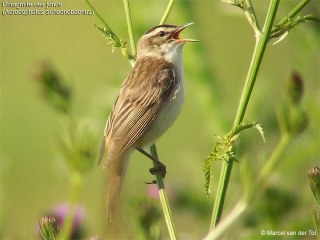 Sedge Warbler