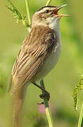 Sedge Warbler