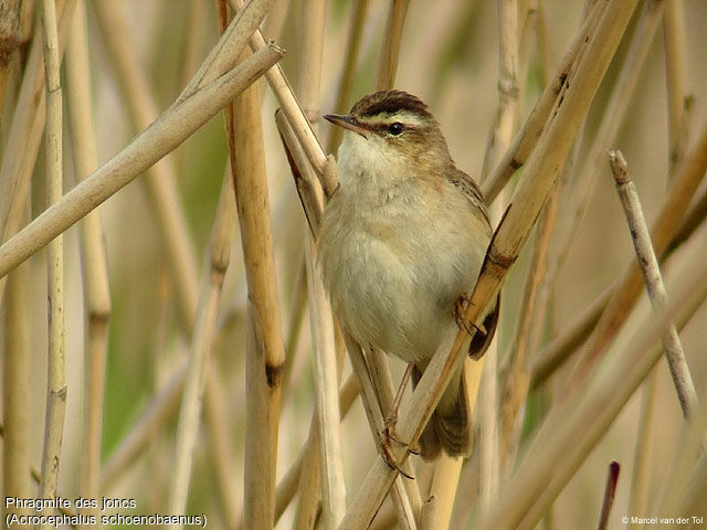 Sedge Warbler