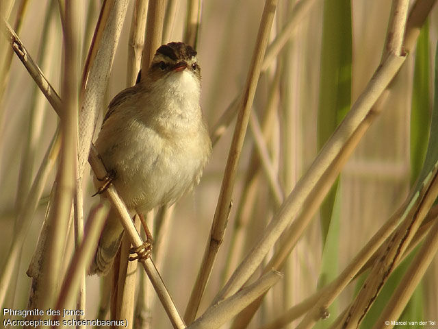Sedge Warbler