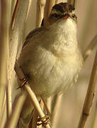 Sedge Warbler