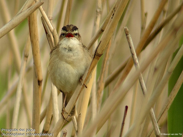 Sedge Warbler