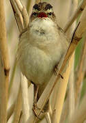 Sedge Warbler