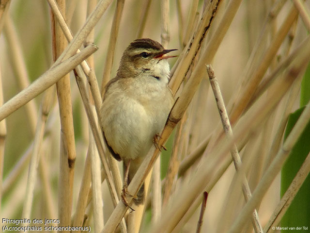 Sedge Warbler