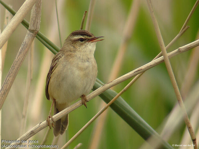 Sedge Warbler