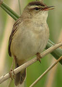 Sedge Warbler