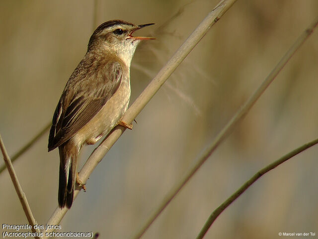 Sedge Warbler