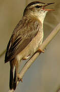 Sedge Warbler