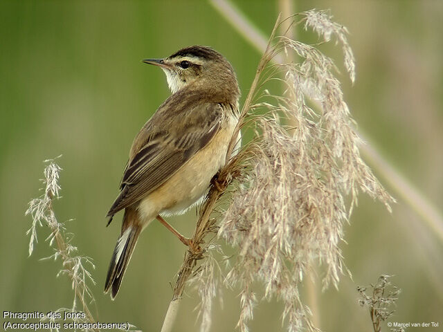 Sedge Warbler