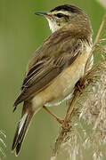 Sedge Warbler