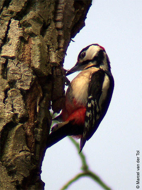 Great Spotted Woodpecker