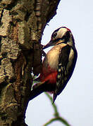 Great Spotted Woodpecker