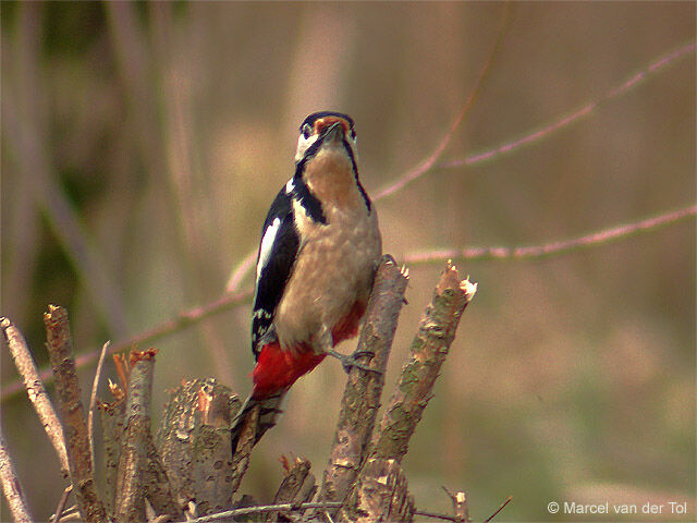 Great Spotted Woodpecker