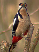 Great Spotted Woodpecker