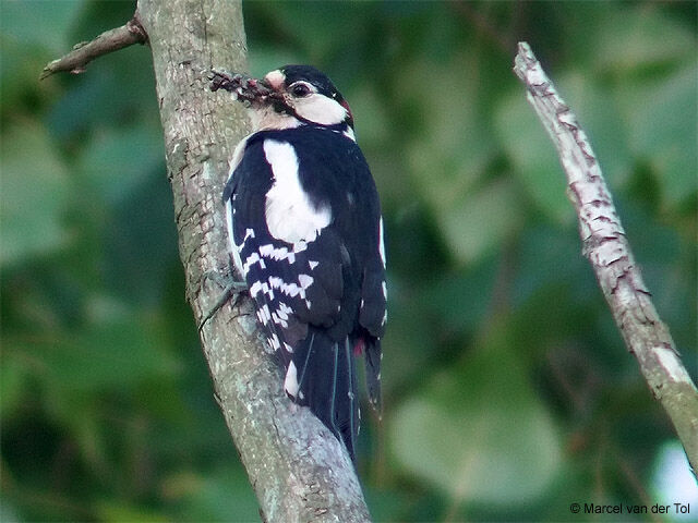 Great Spotted Woodpecker