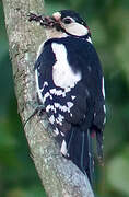 Great Spotted Woodpecker