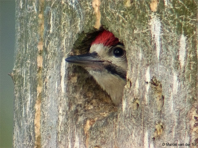 Great Spotted Woodpecker