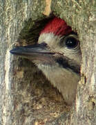 Great Spotted Woodpecker