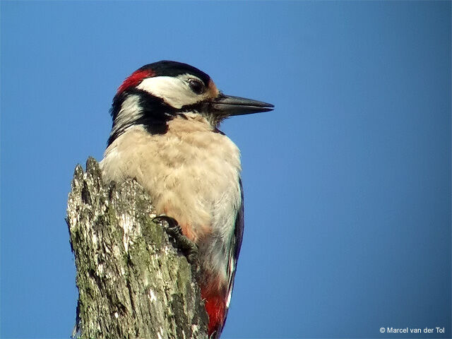 Great Spotted Woodpecker