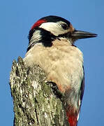 Great Spotted Woodpecker