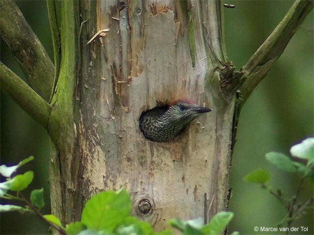 European Green Woodpecker