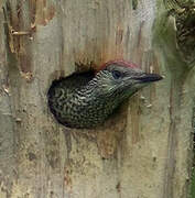 European Green Woodpecker