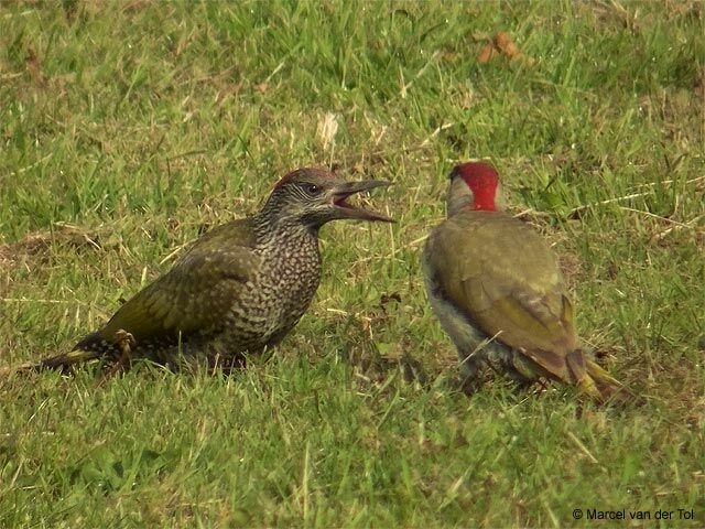 European Green Woodpecker