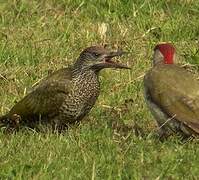 European Green Woodpecker